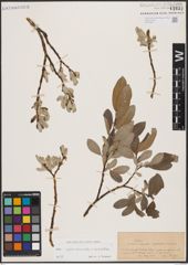 Foto von Salix appendiculata Vill. x Salix helvetica Vill.